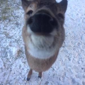 Meet your Posher, Stella